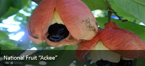 jamaican-ackee.jpg